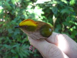 Image of Fiery-capped Manakin