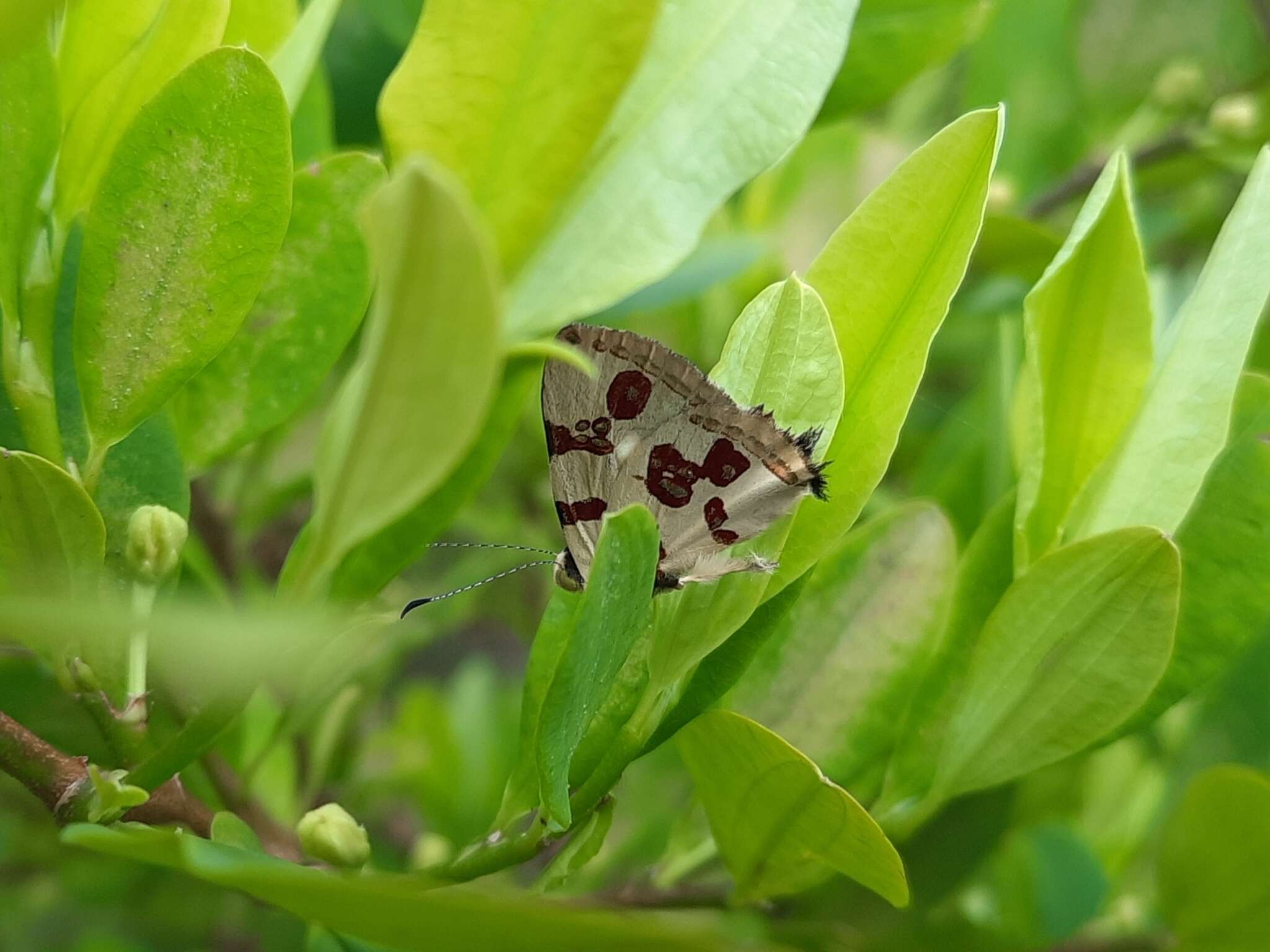 Image of Anteros micon