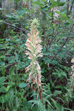 Image of Giant Lousewort