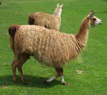 Image of llama