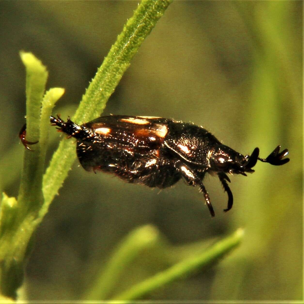 Image de Strigoderma pygmaea (Fabricius 1798)