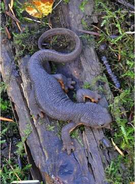 Image of Rough-skinned Newt