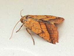 Image of bordered sallow