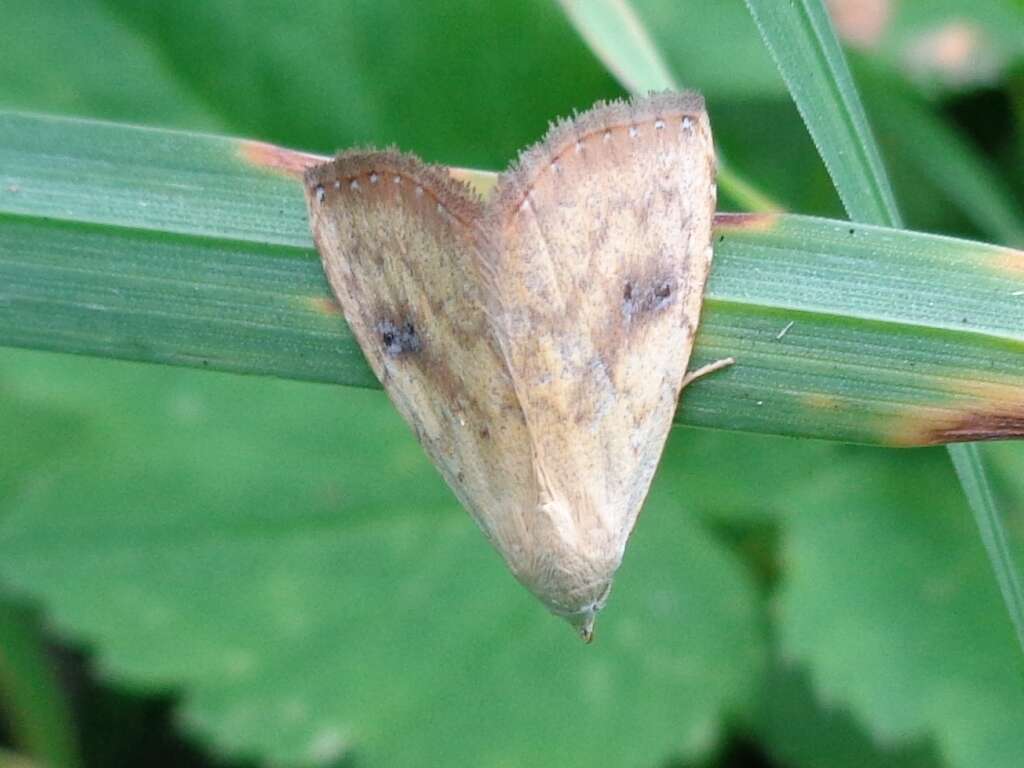 Imagem de Rivula sericealis Scopoli 1863