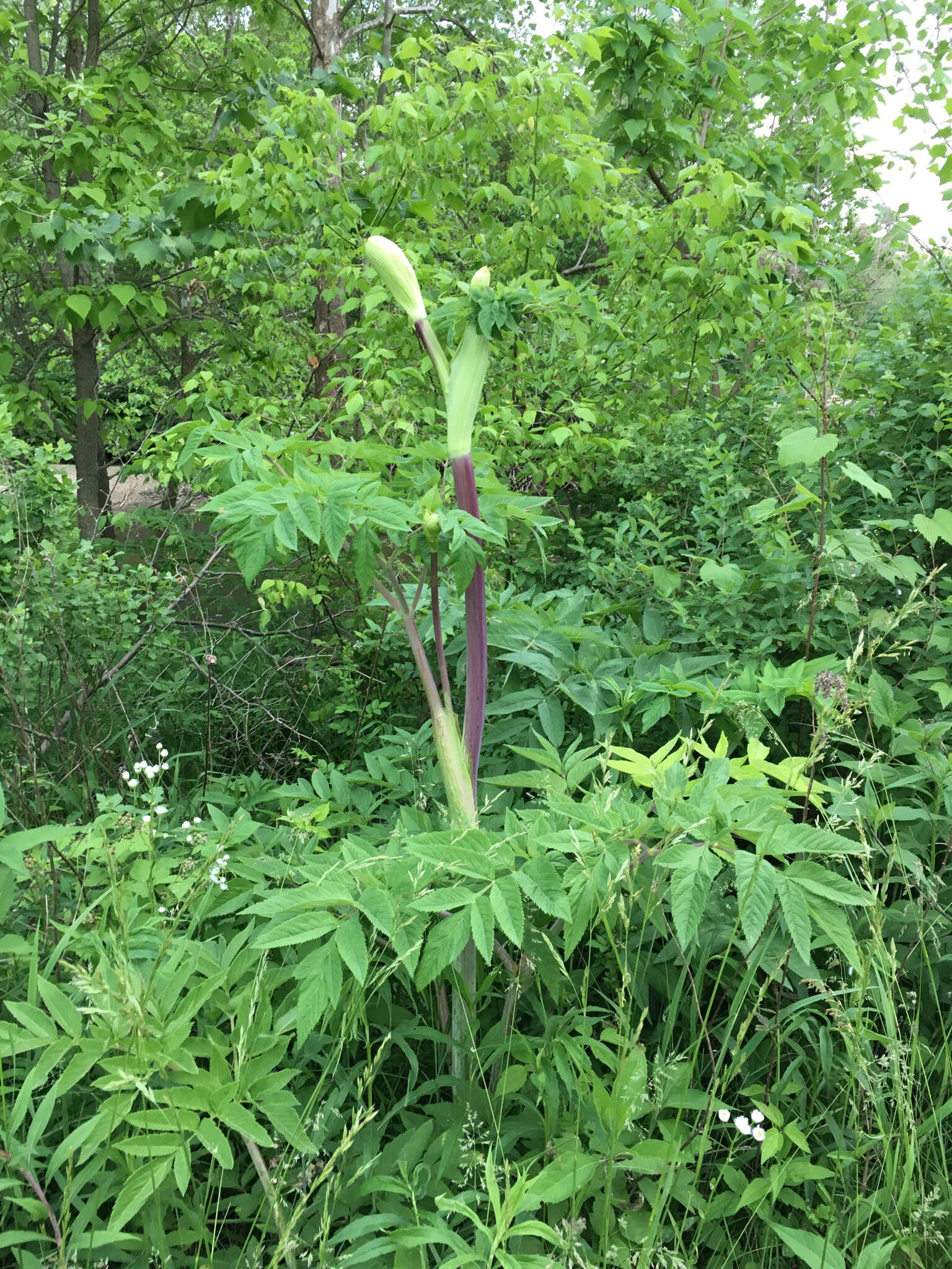 صورة Angelica atropurpurea L.