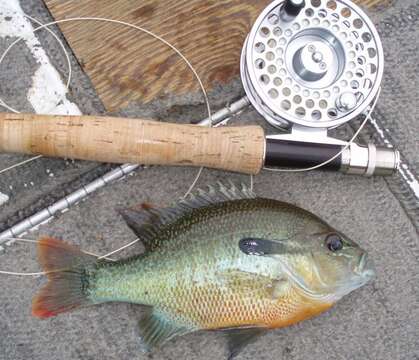 Image of Redbreast Sunfish