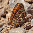 Image of <i>Melitaea parthenoides</i>