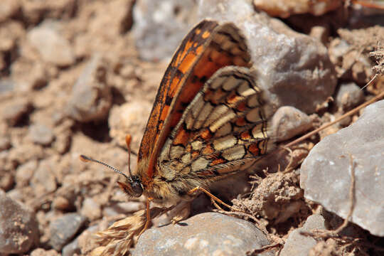 Image of <i>Melitaea parthenoides</i>