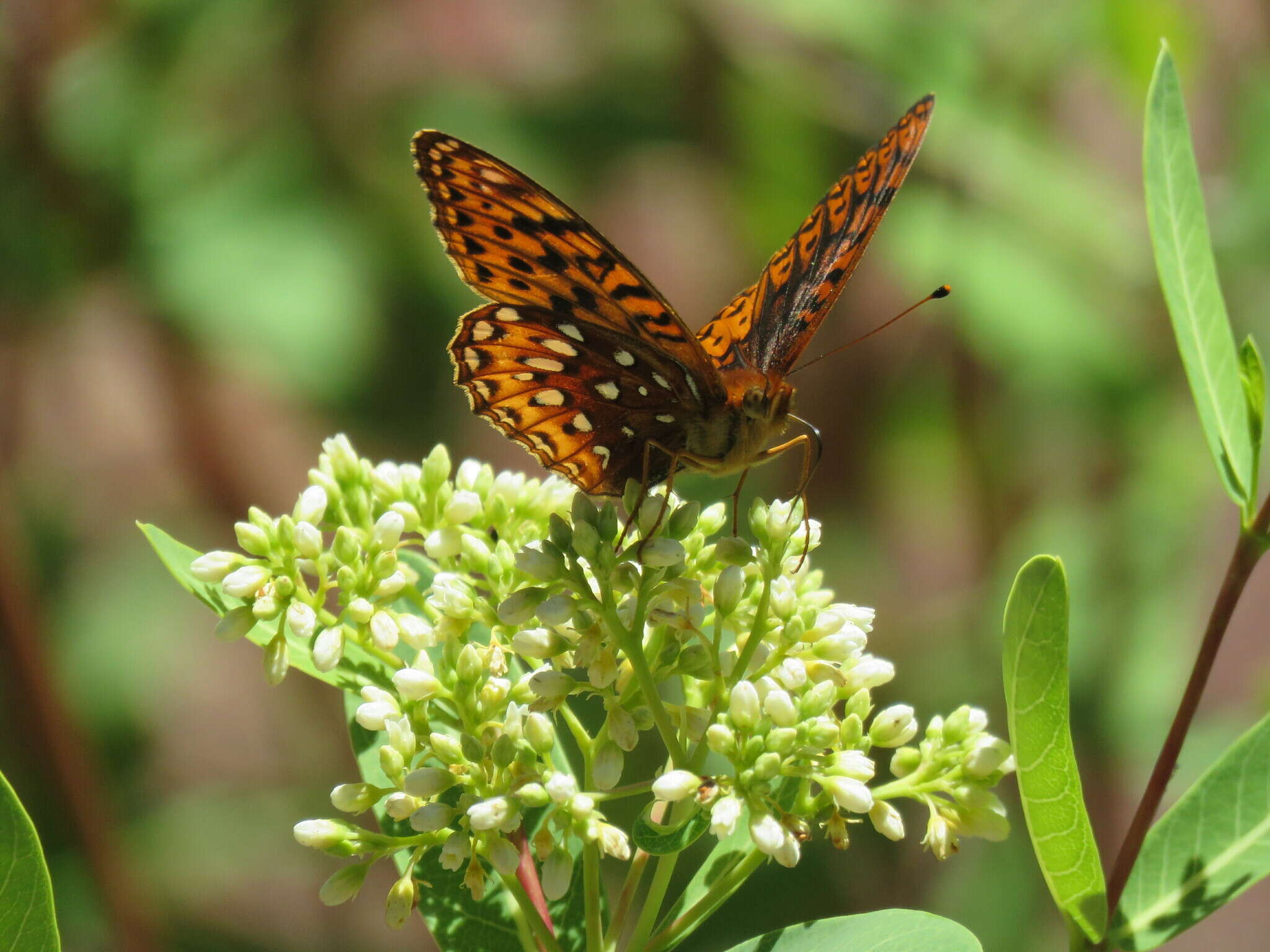 Image of Speyeria hesperis dorothea Moeck 1947