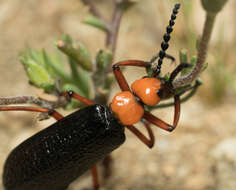 Image of Master Blister Beetle