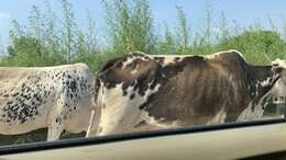 Image of zebu cattle