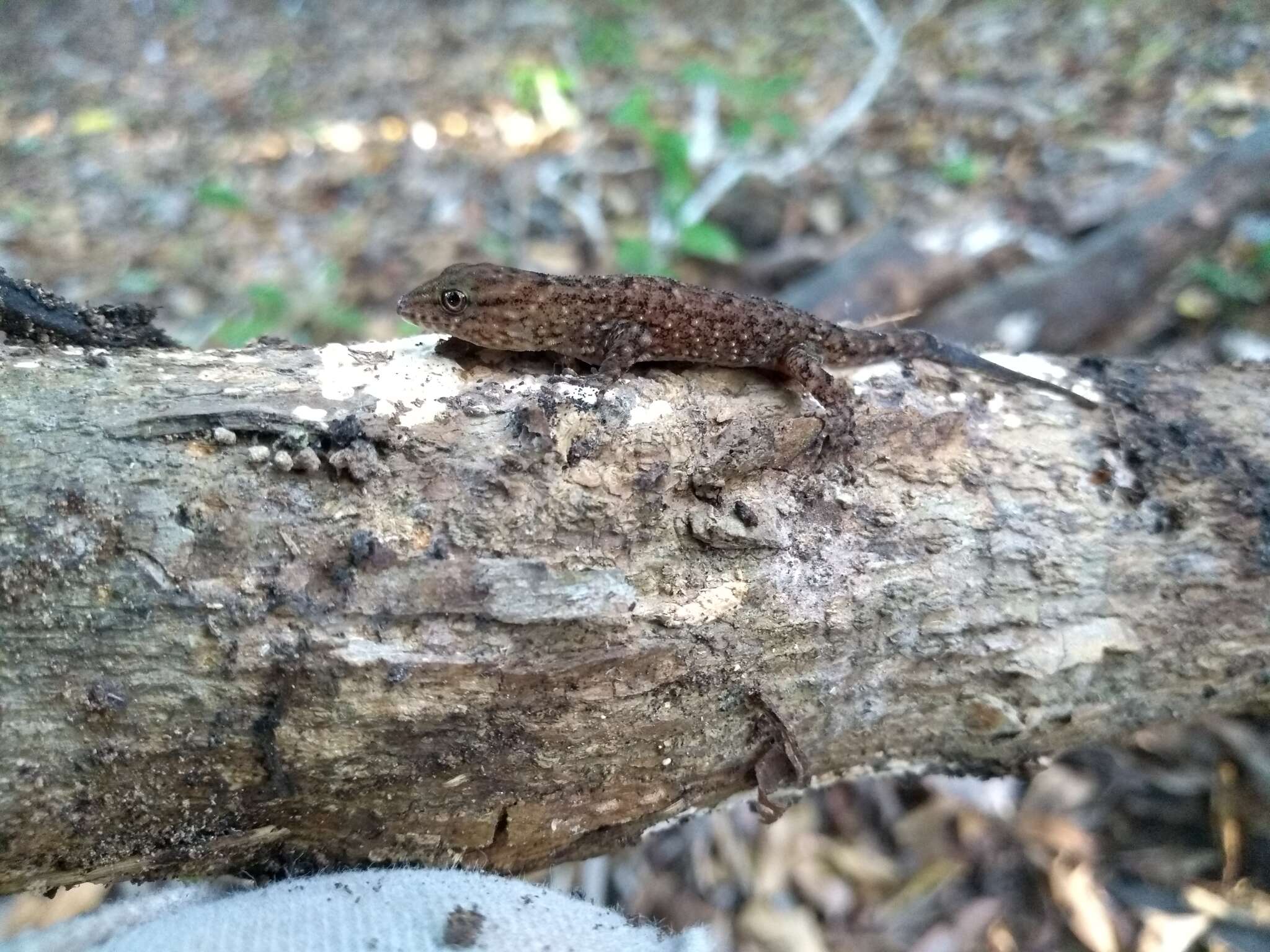 Gymnodactylus darwinii (Gray 1845) resmi