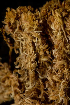 Image de <i>Sphagnum incundum</i>