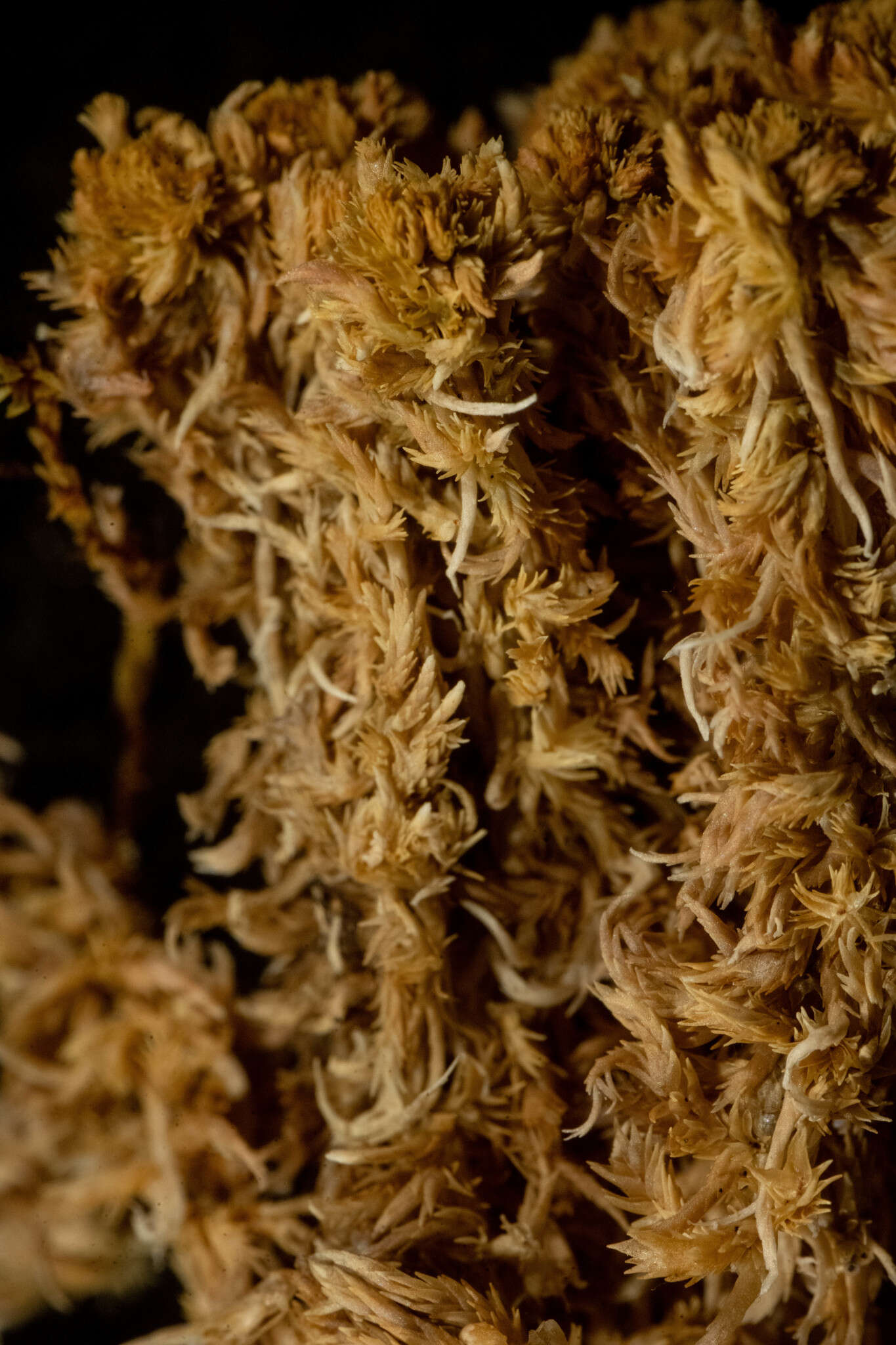 Image de <i>Sphagnum incundum</i>