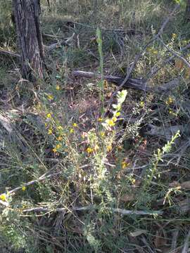 Слика од Bossiaea stephensonii F. Muell.