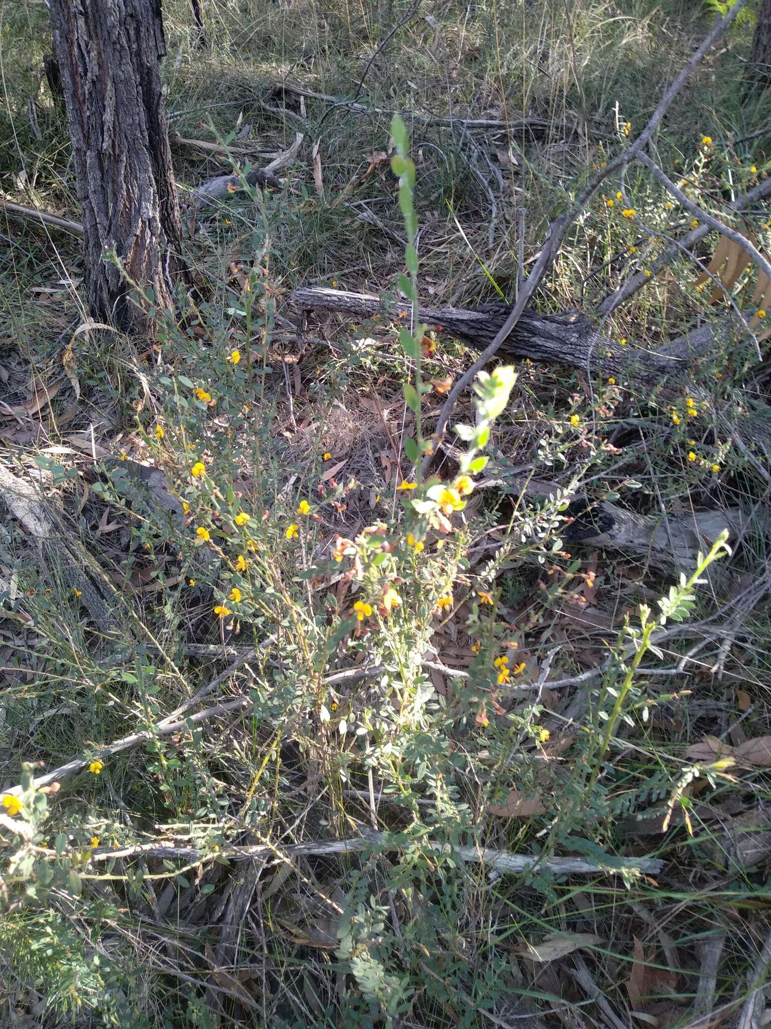 Sivun Bossiaea stephensonii F. Muell. kuva