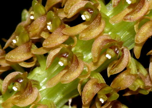 Image of Common snout orchid