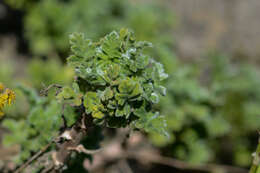 Image of Scarlet pelargonium