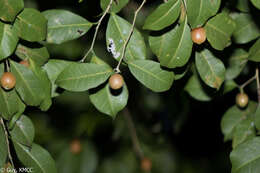 Image of Maillardia montana Leandri