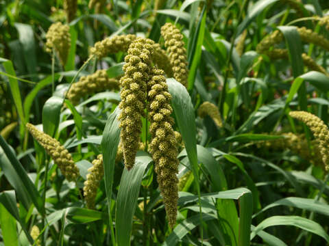 Image of Foxtail millet