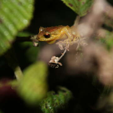 Image de Pristimantis boulengeri (Lynch 1981)