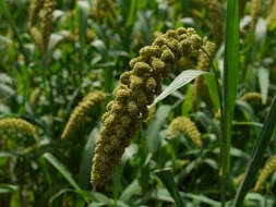 Image of Foxtail millet