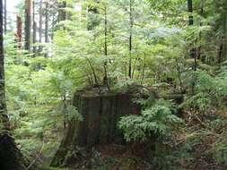 Image of western hemlock