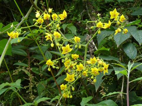 Image of Solanum juglandifolium Humb. & Bonpl. ex Dun.