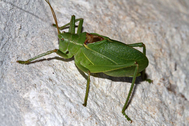 Image of western true katydids