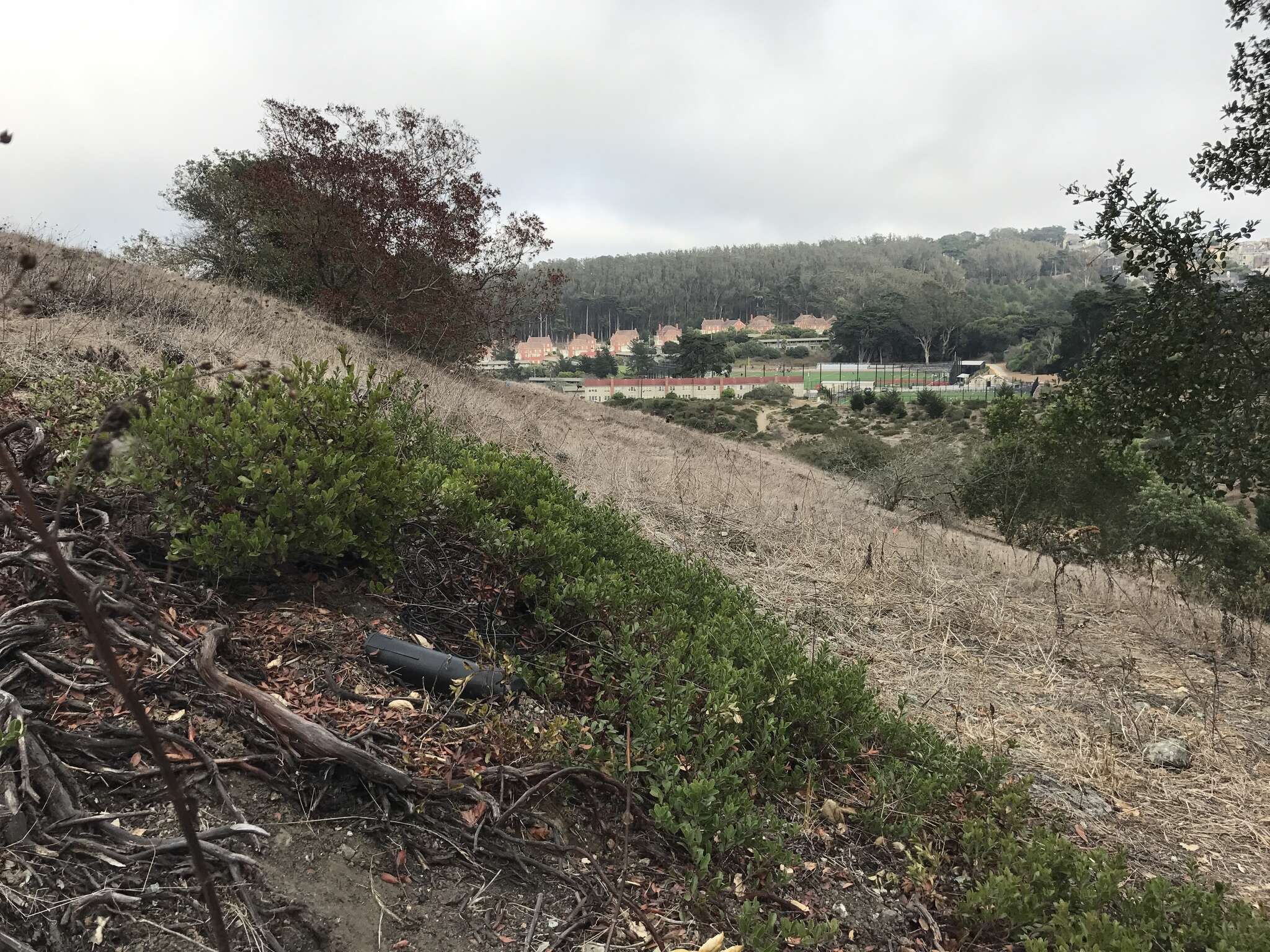 Image of Franciscan manzanita