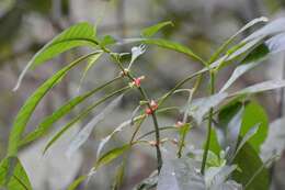 Image of Hoffmannia nicotianifolia (M. Martens & Galeotti) L. O. Williams