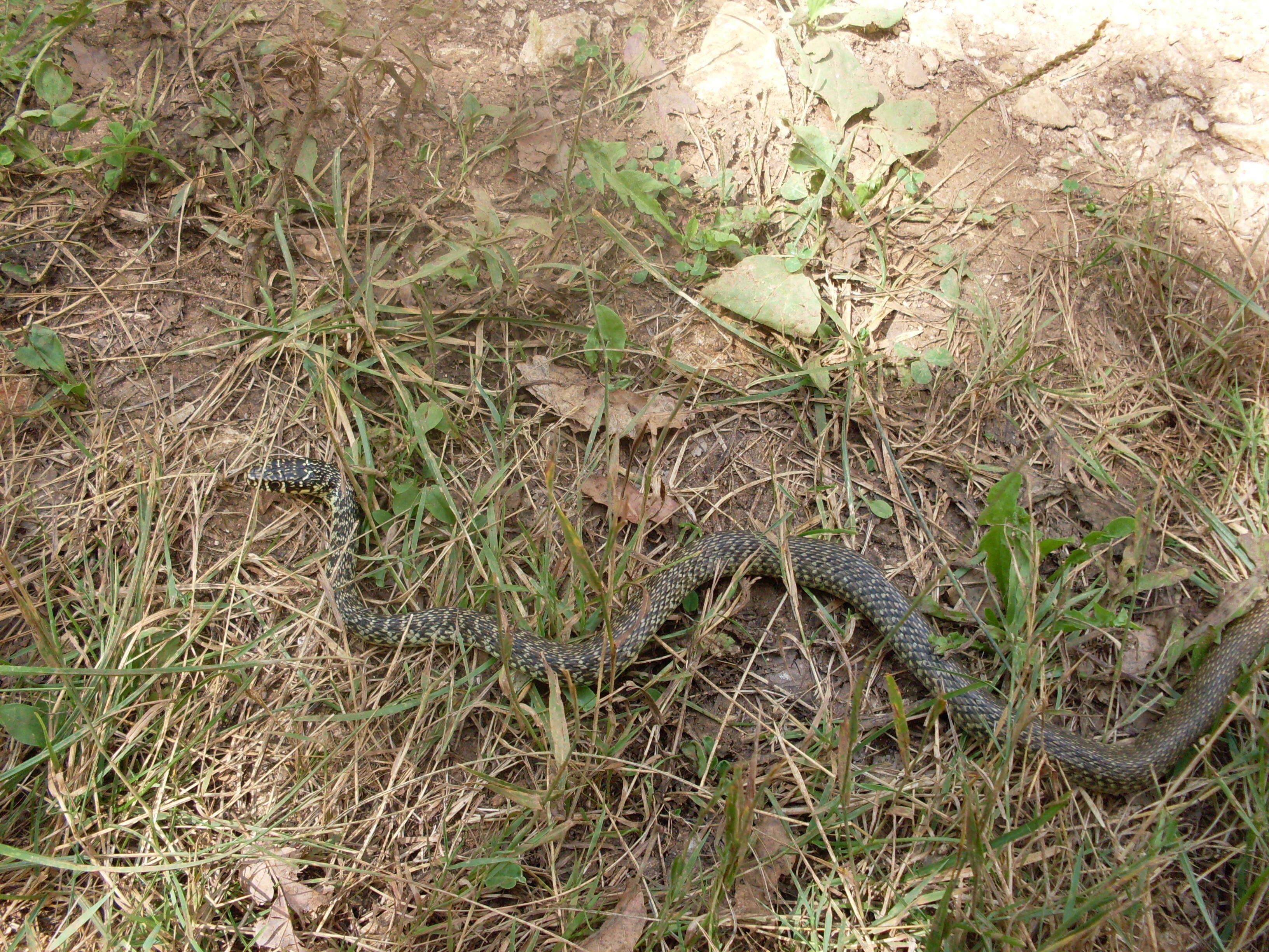 Image of Whip Snakes