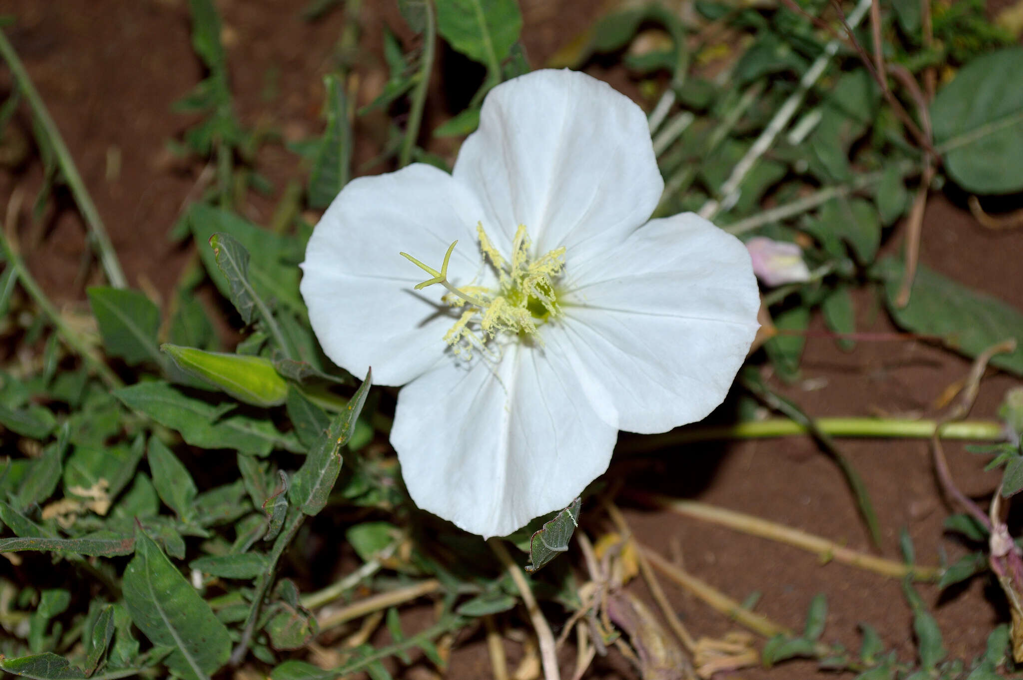 Слика од Oenothera acaulis Cav.