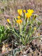 Image of Modoc hawksbeard