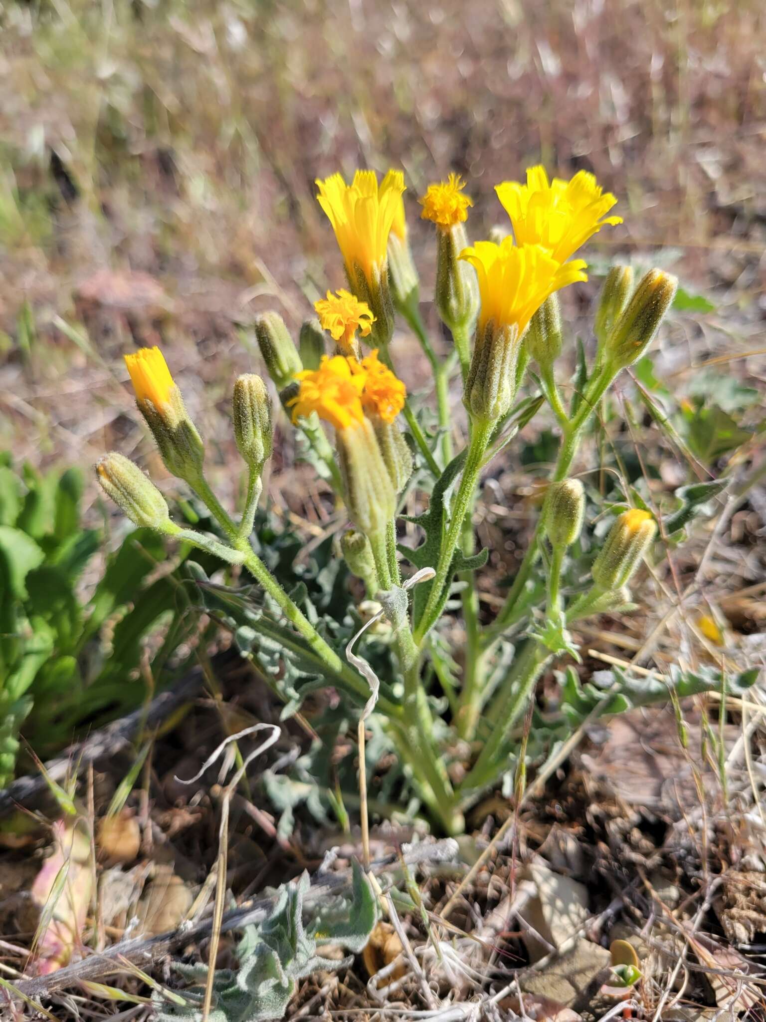 Crepis modocensis Greene resmi