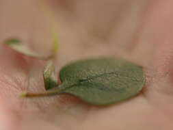 صورة Coprosma tenuicaulis Hook. fil.