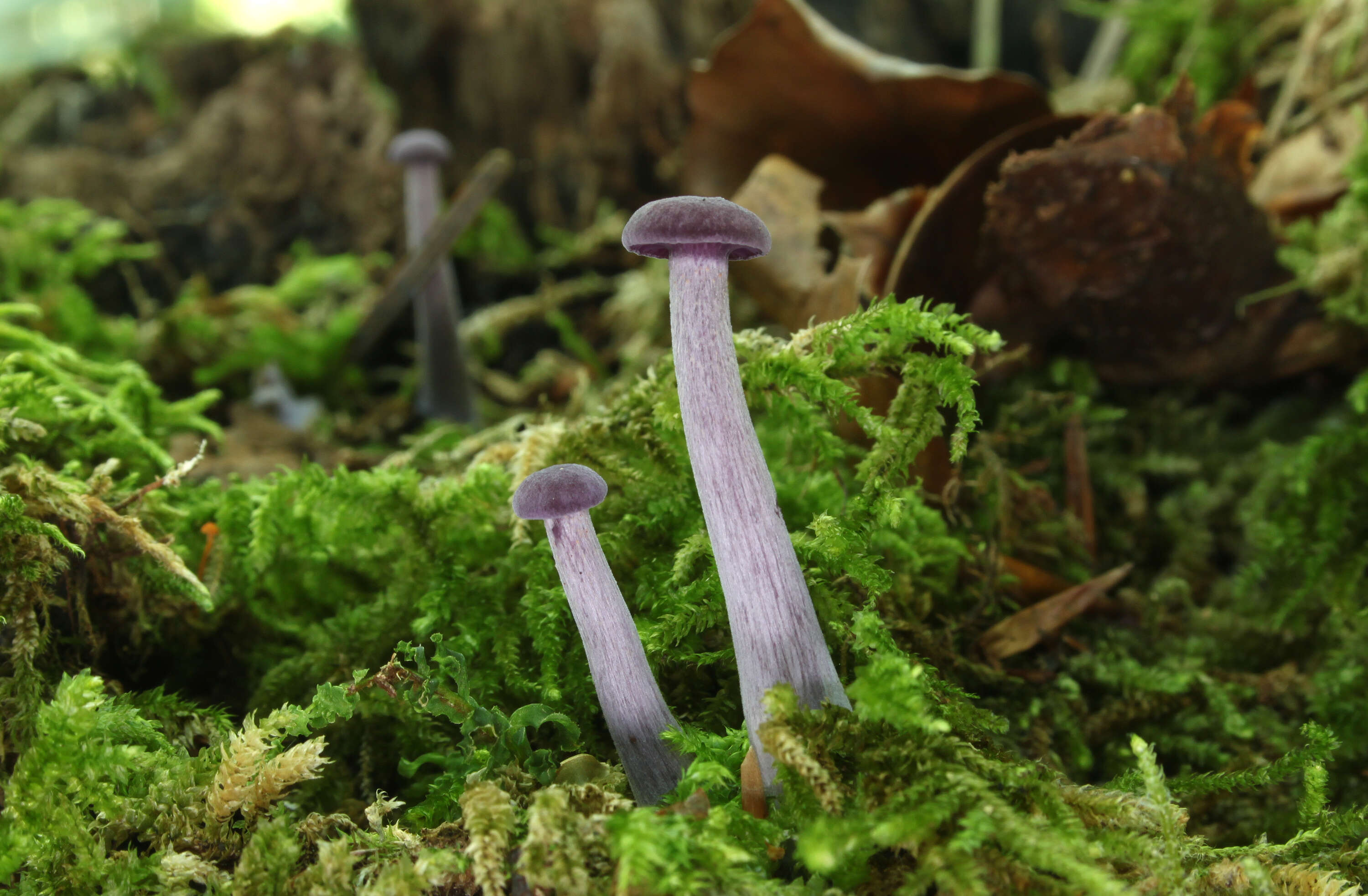 Image of Laccaria amethystina Cooke 1884