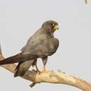 Image of Sooty Falcon