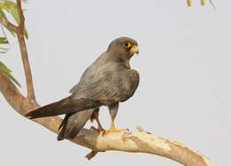 Image of Sooty Falcon