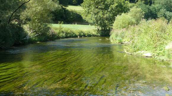 Image of pondweed