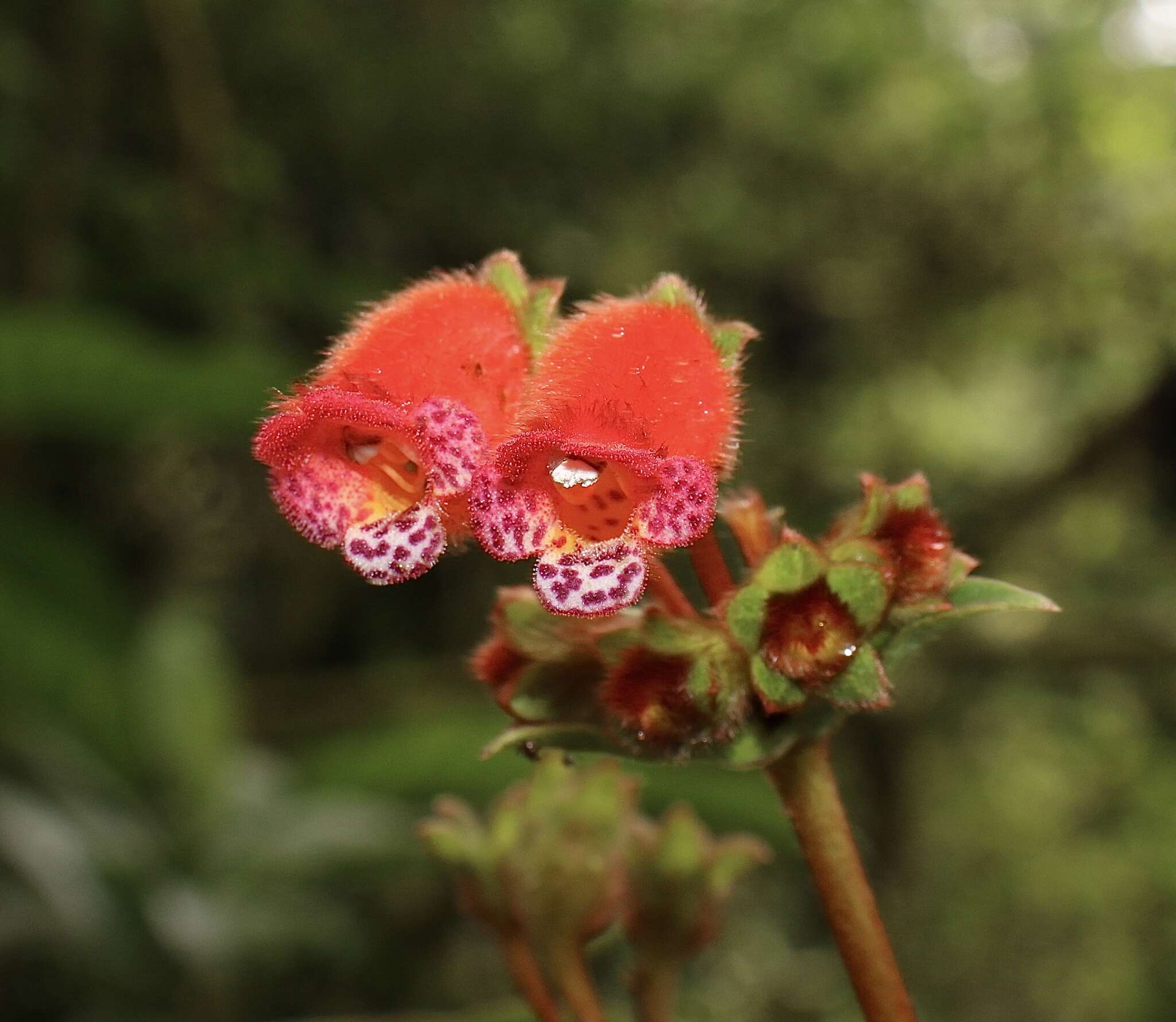 Image of Pearcea reticulata (Fritsch) L. P. Kvist & L. E. Skog