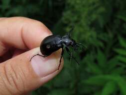 Слика од Calosoma (Caminara) denticolle Gebler 1833