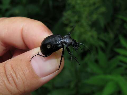 Imagem de Calosoma (Caminara) denticolle Gebler 1833