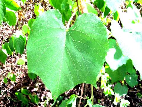 Imagem de Vitis cinerea Engelm. ex Millardet