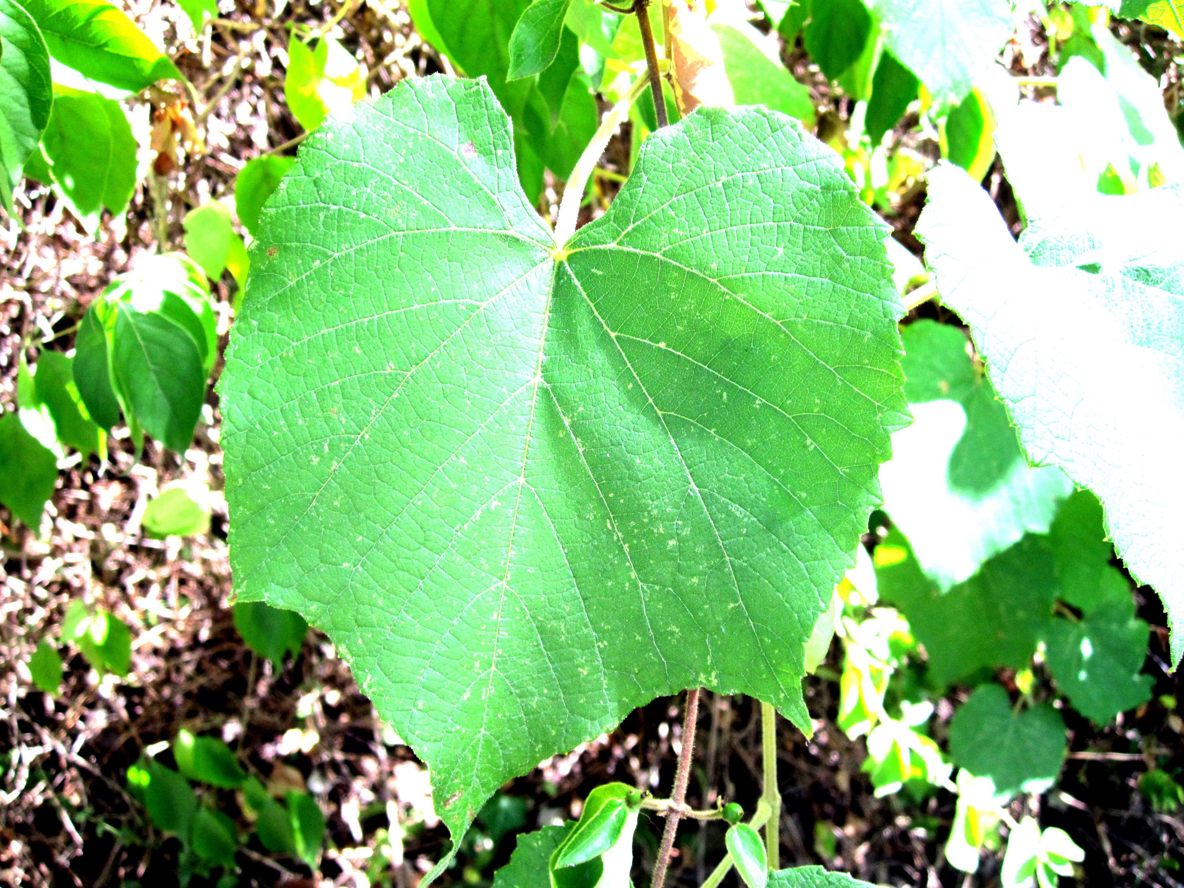 Image of graybark grape