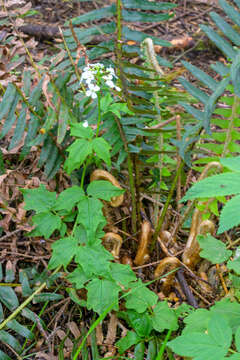 Image of Seaside Bittercress