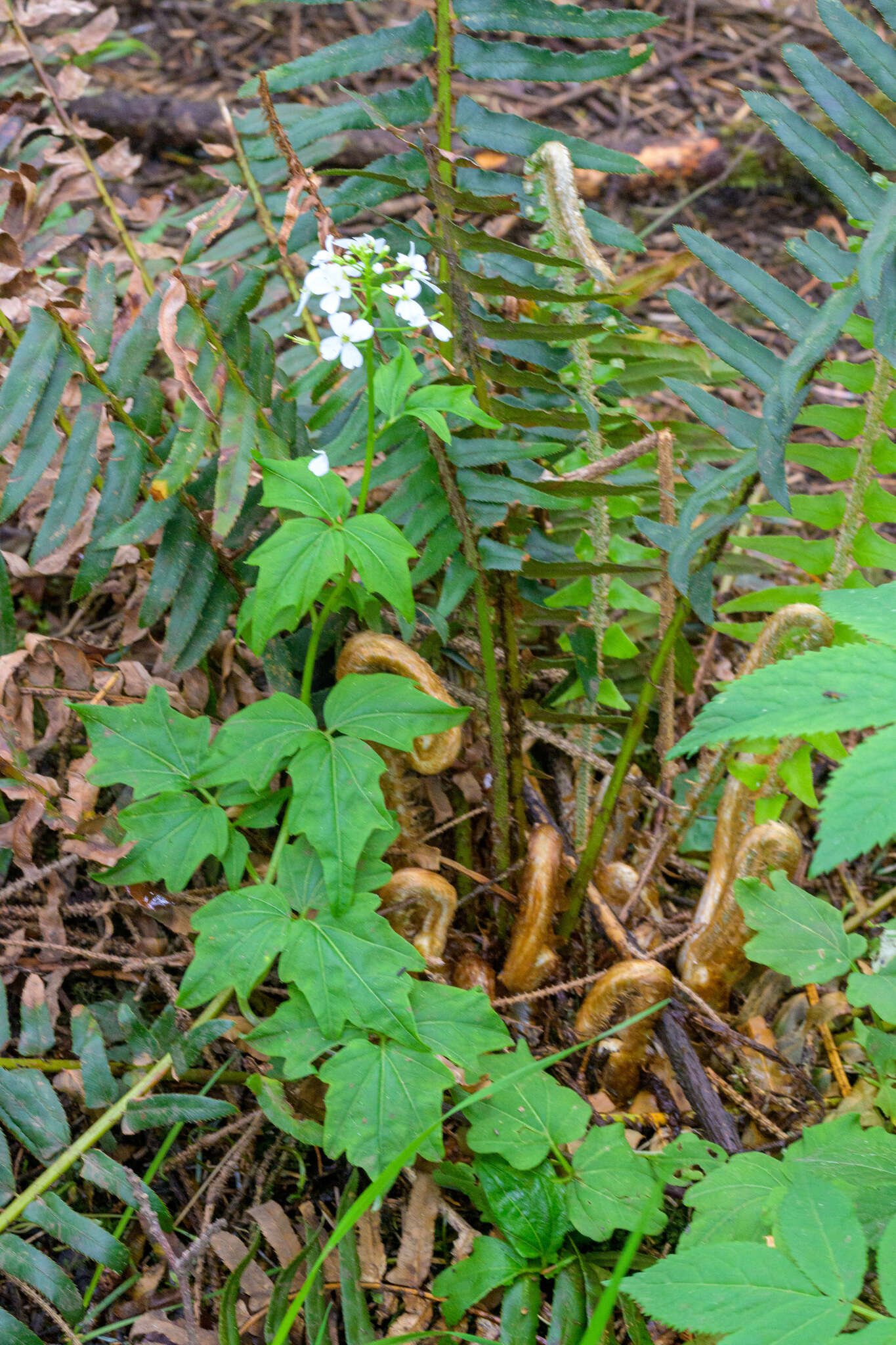 Image of Seaside Bittercress