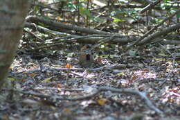 Image of Madagascan Buttonquail