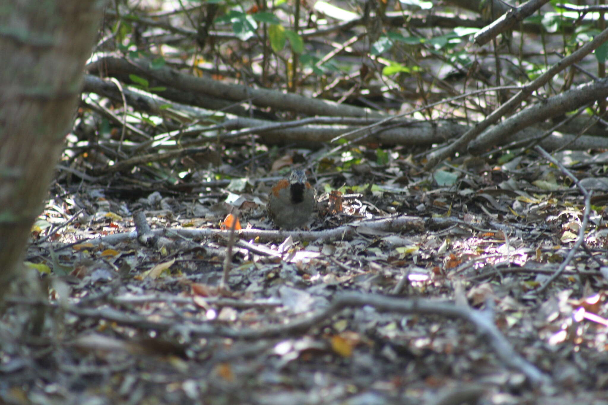 Image of Madagascan Buttonquail