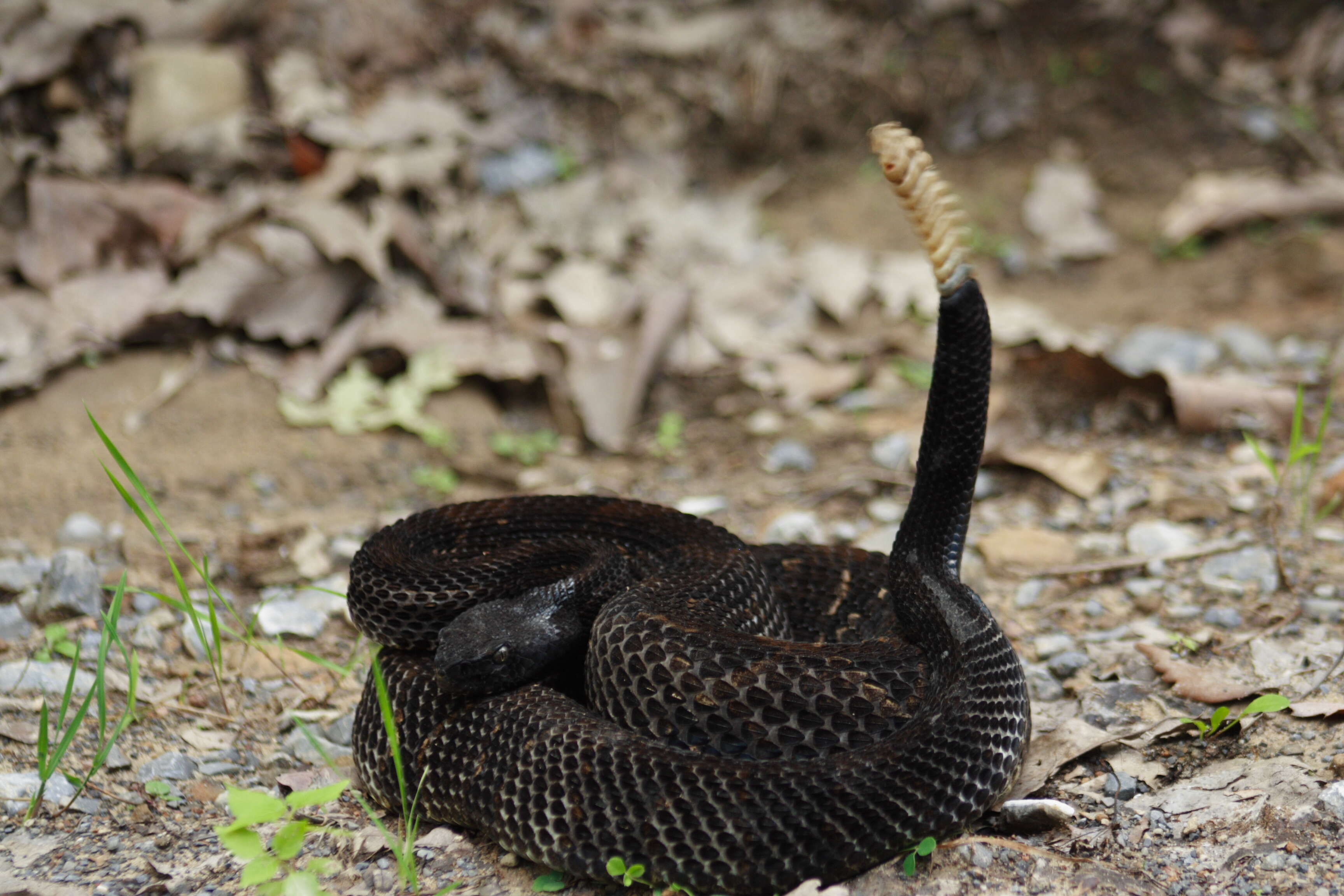 Image of Timber Rattlesnake